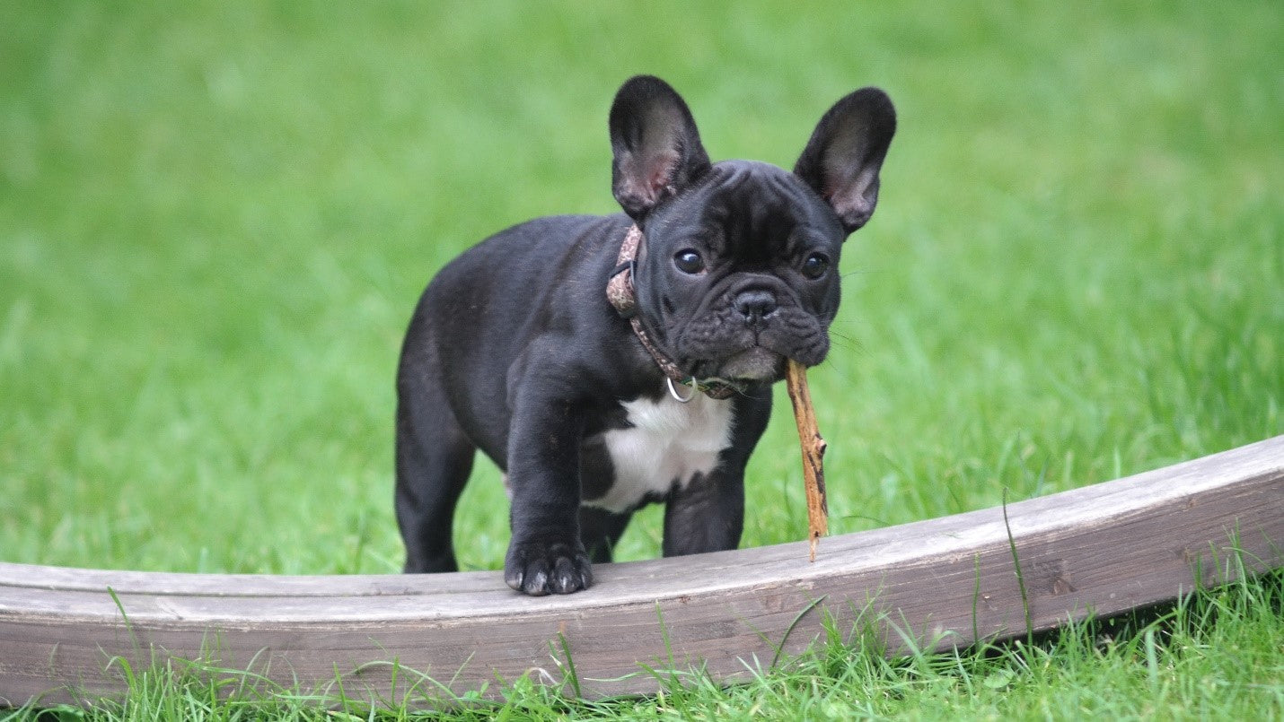 Cute black french store bulldog