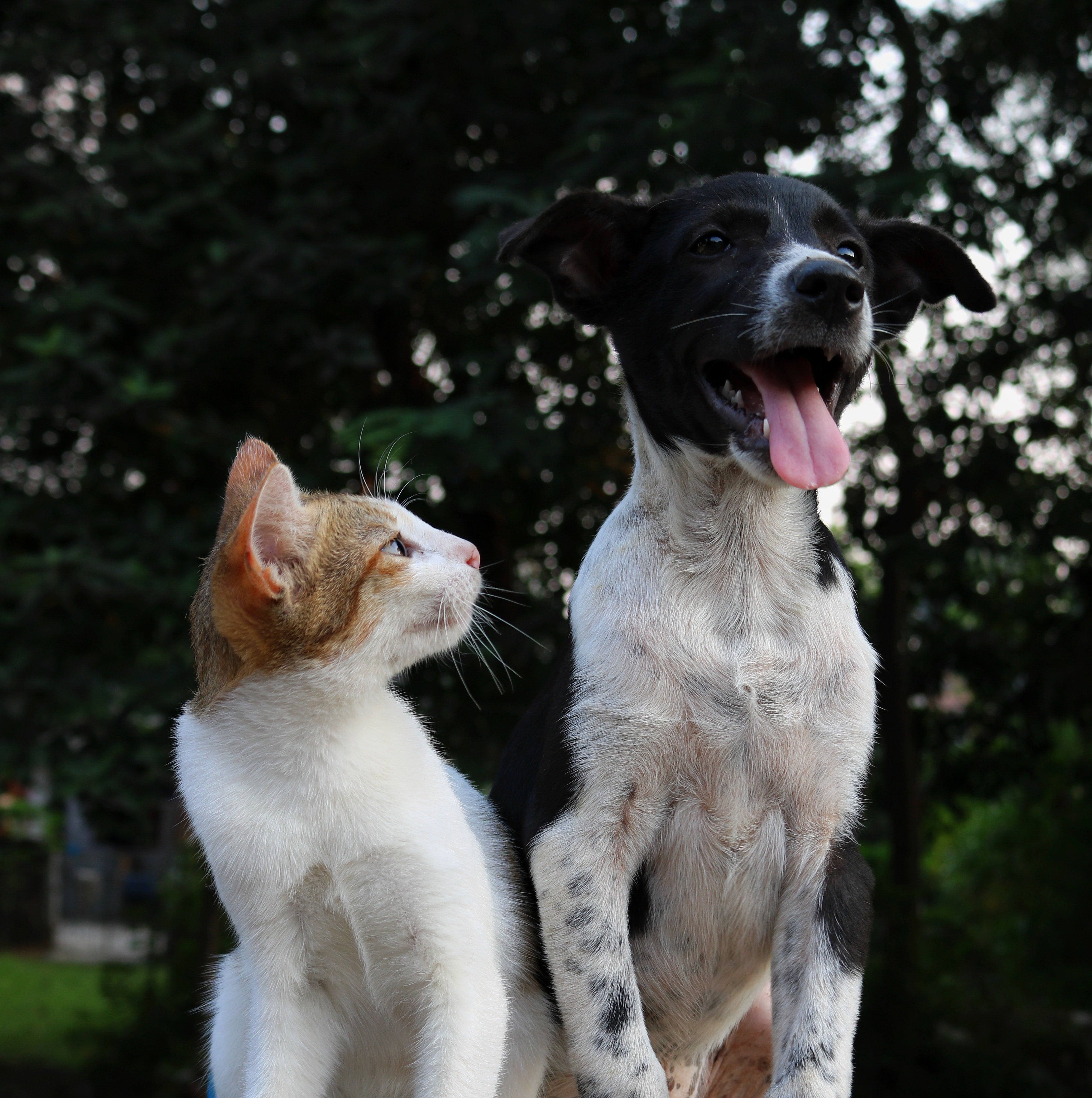 Dog ate dry cat cheap food