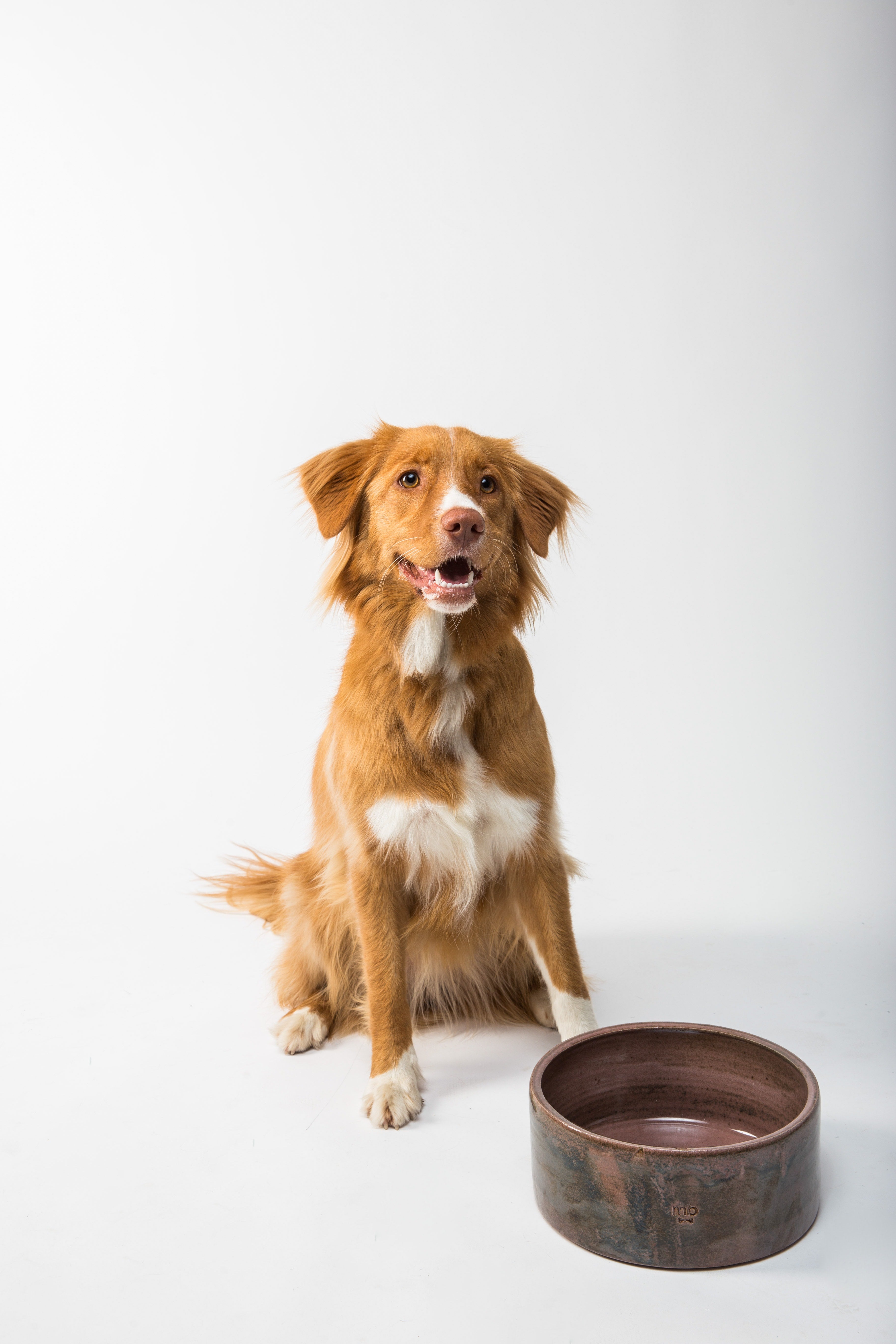 How much food clearance to give a puppy