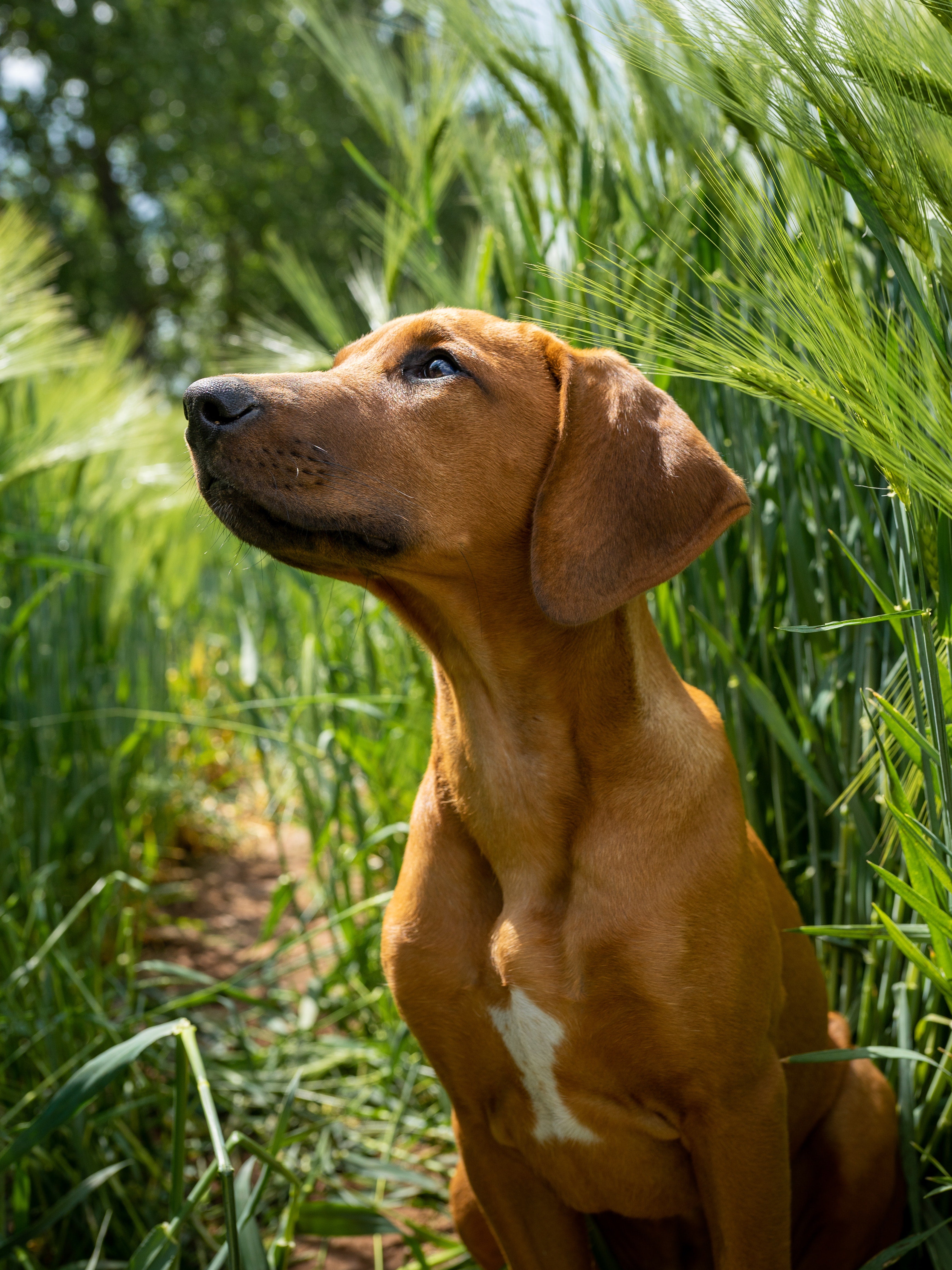 Lemongrass oil outlet and dogs